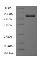 Greater than 90% as determined by SDS-PAGE.