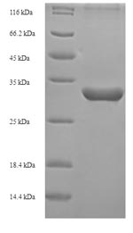 Greater than 90% as determined by SDS-PAGE.Recombinant Bovine Inhibin Alpha Chain (INHA) Protein (His-SUMO)