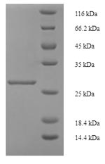 Greater than 90% as determined by SDS-PAGE.Recombinant Human Inhibin Beta A Chain (INHBA) Protein (His-SUMO)