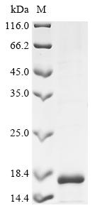Greater than 90% as determined by SDS-PAGE.Recombinant Human Inhibin Beta B Chain Protein (INHBB) Protein (His)