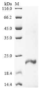 Greater than 90% as determined by SDS-PAGE.