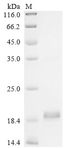Greater than 90% as determined by SDS-PAGE.Recombinant Human Inhibin Beta E Chain (INHBE) Protein (His)