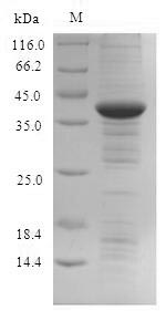 Greater than 90% as determined by SDS-PAGE.Recombinant Human Indolethylamine N-Methyltransferase (INMT) Protein (His-SUMO)