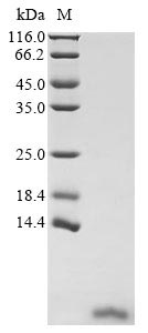 Greater than 90% as determined by SDS-PAGE.