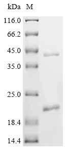 Greater than 90% as determined by SDS-PAGE.Recombinant Bovine Insulin-Like 3 (INSL3) Protein (His-KSI)