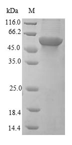 Greater than 90% as determined by SDS-PAGE.Recombinant Human Insulin Receptor (INSR) Protein (His-SUMO)