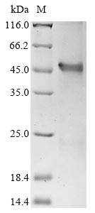 Greater than 85% as determined by SDS-PAGE.Recombinant Human Interferon Regulatory Factor 1 (IRF1) Protein (His&Myc)