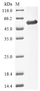 Greater than 85% as determined by SDS-PAGE.Recombinant Human Interferon Regulatory Factor 1 (IRF1) Protein (His&Myc)