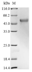 Greater than 85% as determined by SDS-PAGE.Recombinant Human Interferon Regulatory Factor 1 (IRF1) Protein (His&Myc)