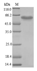 Greater than 85% as determined by SDS-PAGE.