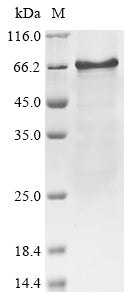 Greater than 85% as determined by SDS-PAGE.Recombinant Human Interferon Regulatory Factor 7 (IRF7) Protein (His)