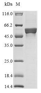 Greater than 85% as determined by SDS-PAGE.Recombinant Human Cis-Aconitate Decarboxylase (ACOD1) Protein (His)