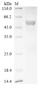 Greater than 90% as determined by SDS-PAGE.