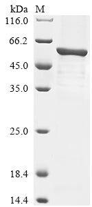 Greater than 90% as determined by SDS-PAGE.Recombinant Mouse Cis-Aconitate Decarboxylase (ACOD1) Protein (His&Myc)