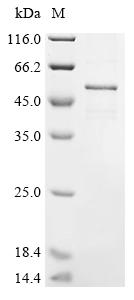 Greater than 85% as determined by SDS-PAGE.Recombinant Mouse Cis-Aconitate Decarboxylase (ACOD1) Protein (His)