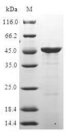 Greater than 90% as determined by SDS-PAGE.