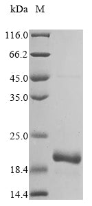 Greater than 85% as determined by SDS-PAGE.