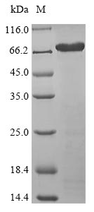 Greater than 85% as determined by SDS-PAGE.Recombinant Human Isthmin-1 (ISM1) Protein (His-SUMO&Myc)