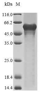 Greater than 85% as determined by SDS-PAGE.Recombinant Human Isthmin-1 (ISM1) Protein (His)
