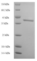 Greater than 90% as determined by SDS-PAGE.