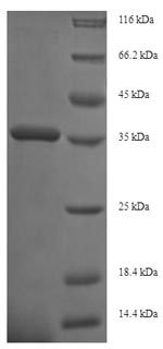Greater than 90% as determined by SDS-PAGE.