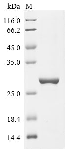 Greater than 90% as determined by SDS-PAGE.Recombinant Human Integrin Alpha-2 (ITGA2) Protein (His)