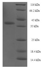 Greater than 90% as determined by SDS-PAGE.
