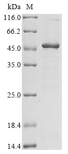 Greater than 85% as determined by SDS-PAGE.Recombinant Human Integrin Alpha-4 (ITGA4) Protein (His-GST)