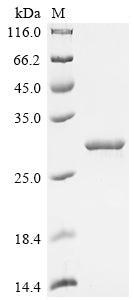 Greater than 90% as determined by SDS-PAGE.Recombinant Human Integrin Alpha-L (ITGAL) Protein (His)