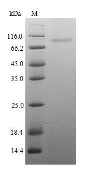 Greater than 90% as determined by SDS-PAGE.