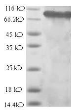 Greater than 90% as determined by SDS-PAGE.