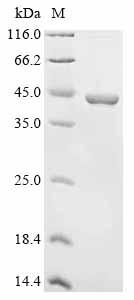 Greater than 90% as determined by SDS-PAGE.Recombinant Human Integrin Beta-4 (ITGB4) Protein (His&Myc)
