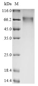 Greater than 90% as determined by SDS-PAGE.Recombinant Human Integrin Beta-Like Protein 1 (ITGBL1) Protein (His&Myc)