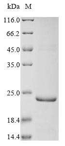 Greater than 85% as determined by SDS-PAGE.