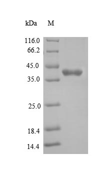 Greater than 90% as determined by SDS-PAGE.Recombinant Mouse Tyrosine-Protein Kinase Jak1 (JAK1) Protein (His)