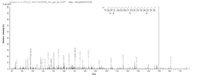 Based on the SEQUEST from database of E.coli host and target protein, the LC-MS/MS Analysis result of this product could indicate that this peptide derived from E.coli-expressed Homo sapiens (Human) JAK2.Recombinant Human Tyrosine-Protein Kinase Jak2 (JAK2) Protein (His)