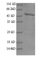Greater than 90% as determined by SDS-PAGE.Recombinant Human Tyrosine-Protein Kinase Jak2 (JAK2) Protein (His)