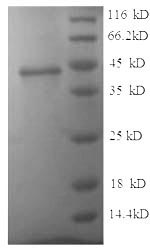 Greater than 90% as determined by SDS-PAGE.