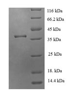Greater than 90% as determined by SDS-PAGE.