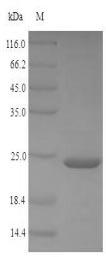 Greater than 90% as determined by SDS-PAGE.