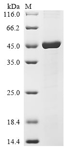 Greater than 90% as determined by SDS-PAGE.Recombinant Human Transcription Factor Jun (JUN) Protein (His&Myc)