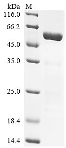 Greater than 85% as determined by SDS-PAGE.Recombinant Human Transcription Factor Jun (JUN) Protein (His-SUMO)