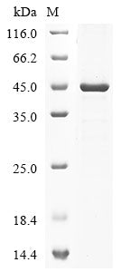 Greater than 85% as determined by SDS-PAGE.Recombinant Mouse Transcription Factor Ap-1 (JUN) Protein (His)