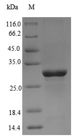Greater than 90% as determined by SDS-PAGE.