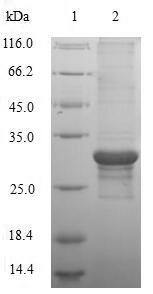 Greater than 90% as determined by SDS-PAGE.Recombinant Human Potassium Voltage-Gated Channel Subfamily D Member 1 Protein (KCND1) Protein (His)