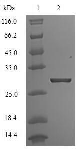 Greater than 90% as determined by SDS-PAGE.Recombinant Human Atp-Sensitive Inward Rectifier Potassium Channel 1 (KCNJ1) Protein (His)
