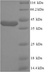 Greater than 90% as determined by SDS-PAGE.