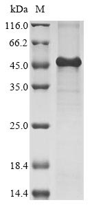 Greater than 85% as determined by SDS-PAGE.Recombinant Human Kielin/Chordin-Like Protein (KCP) Protein (His&Myc)