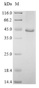 Greater than 85% as determined by SDS-PAGE.Recombinant Mouse Kielin/Chordin-Like Protein (KCP) Protein (His&Myc)