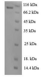 Greater than 90% as determined by SDS-PAGE.